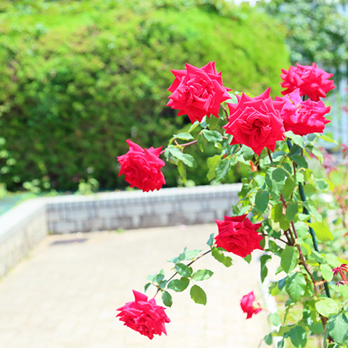 長居周辺のおすすめスポット「長居植物園」